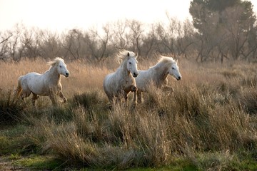 Obraz na płótnie Canvas Camargue Horse, Group in Swamp, Saintes Maries de la Mer in the South East of France