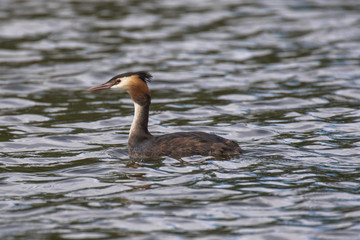 Views of Great Crested Grebe (scientific name Podiceps cristatus), The Broads, Norfolk, UK