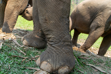 Obraz premium Close up of the elephant's legs