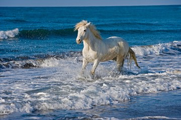 Fototapeta na wymiar Camargue Horse, Adult on the Beach, Saintes Maries de la Mer in the South East of France