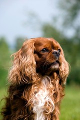 Cavalier King Charles Spaniel, Portrait of Male