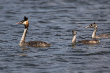 Views of Great Crested Grebe (scientific name Podiceps cristatus) and chicks, The Broads, Norfolk, UK