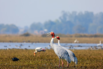 Yawn! Sarus Crane 