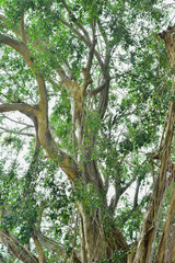 Fototapeta premium big tree root in the jungle wild. amazing banyan root in deep tropical forest. A old tree has roots for natural background.