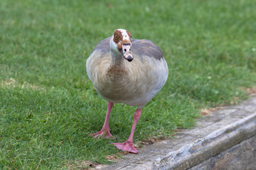 Egyptian Goose (scientific name Alopochen Aegyptiaca), The Broads, Norfolk, UK