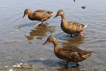 ducks on water at breary marsh west yorkshire