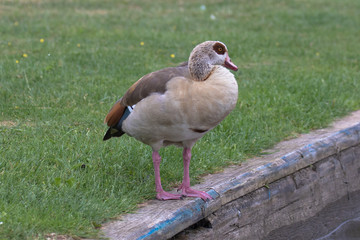 Egyptian Goose (scientific name Alopochen Aegyptiaca), The Broads, Norfolk, UK