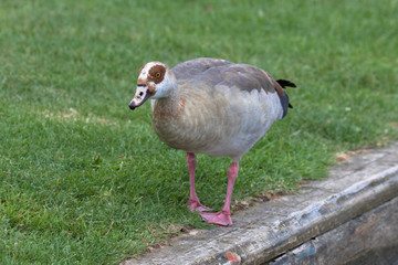 Egyptian Goose (scientific name Alopochen Aegyptiaca), The Broads, Norfolk, UK