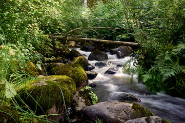 Fototapeta premium stony stream in the forest area