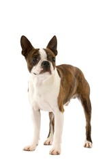 Boston Terrier Dog, standing against White Background