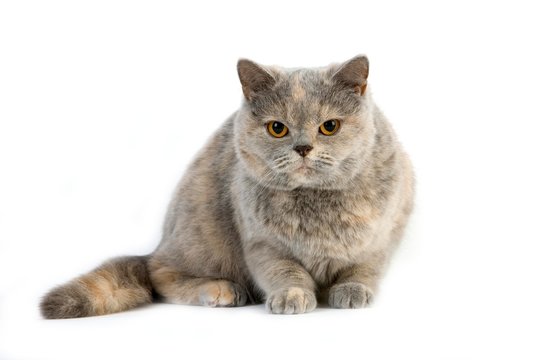Blue Cream British Shorthair Domestic Cat, Female against White Background
