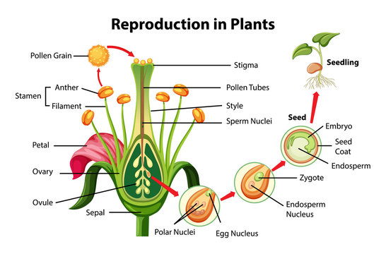 Reproduction in plants diagram