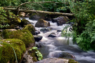 stony stream in the forest area