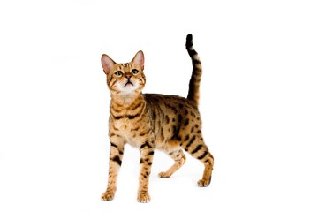 Fototapeta na wymiar Brown Spotted Tabby Bengal Domestic Cat standing against White Background