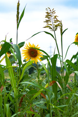 Sonnenblume im Grossformat portrait closeup im Feld