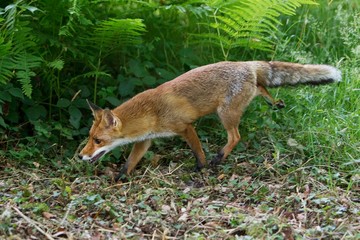 Red Fox, vulpes vulpes, Adult standing in the Undergrowth, Normandy