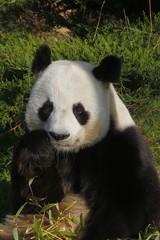 Obraz na płótnie Canvas Giant Panda, ailuropoda melanoleuca, Adult eating Bamboo Leaves