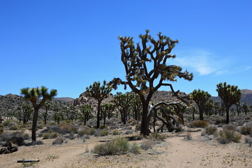 Fototapeta premium Joshua Tree National Park, Kalifornien