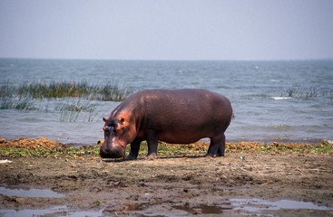 Hippopotamus, hippopotamus amphibius, Adults standing near Lake, Kenya
