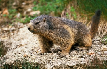 Naklejka na ściany i meble Alpine Marmot, marmota marmota, Adult standing on Rocks, French Alps
