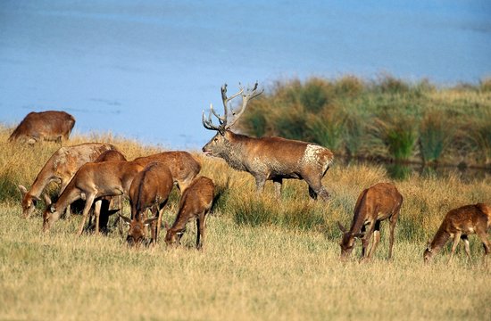 Red Deer, cervus elaphus, Stag and its Harem