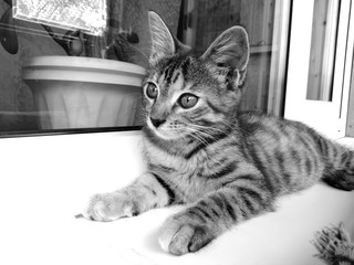 cat on the window