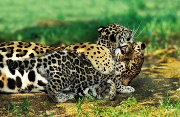 Fototapeta na wymiar Jaguar, panthera onca, Mother and Cub Playing