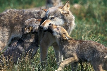 Naklejka na ściany i meble European Wolf, canis lupus, Mother and Cub
