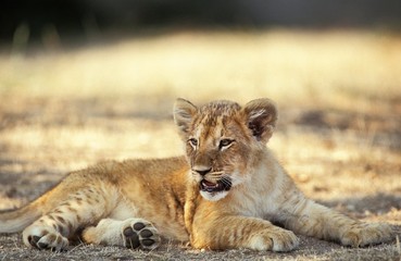 Obraz na płótnie Canvas African Lion, panthera leo, Cub laying, Masai Mara Park in Kenya