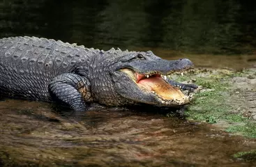 Fototapeten American Alligator, alligator mississipiensis, Adult with Open Mouth Regulating Body Temperature © slowmotiongli