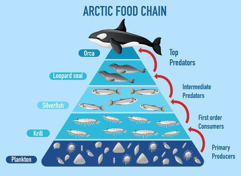 ocean food chain pyramid