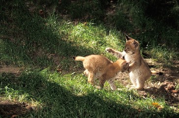 Naklejka na ściany i meble European Lynx, felis lynx, Cubs Playing