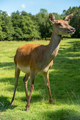 Irish Deer