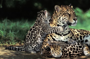 Jaguar, panthera onca, Mother and Cub