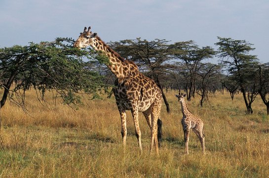 Masai Giraffe, giraffa camelopardalis tippelskirchi, Mother and Calf, Masai Mara Park in Kenya