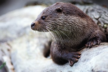 European Otter, lutra lutra