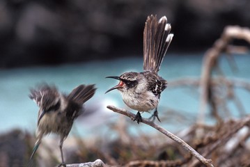 Fototapeta premium Galapagos Mockingbird, nesomimus parvulus, Adult Singing, Galapagos islands