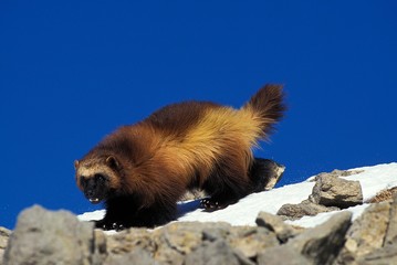 North American Wolverine, gulo gulo luscus, Adult standing on Snow, Canada
