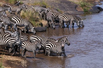 Fototapeta na wymiar Burchell's Zebra, equus burchelli, Herd Drinking at River, Masai Mara Park in Kenya