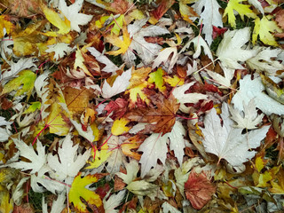 Water drop on autumn leaf. Drops of rain in the morning glow in the sun.