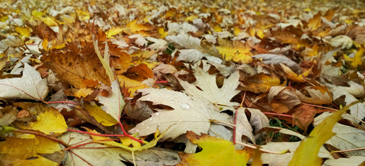 Water drop on autumn leaf. Drops of rain in the morning glow in the sun.