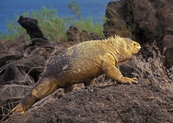 Galapagos Land Iguana, conolophus subcristatus, Galapagos Islands