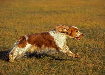 English Cocker Spaniel, Dog running through Field