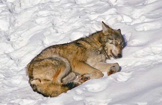 European Wolf, canis lupus, Adult sleeping on Snow, Bavaria in Germany