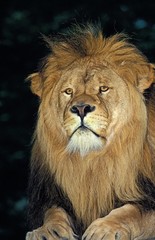 Naklejka na ściany i meble African Lion, panthera leo, Portrait of Male