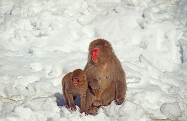 Japanese Macaque, macaca fuscata, Mother and Young, Hokkaido Island in Japan