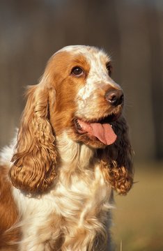 English Cocker Spaniel, Portrait of Dog