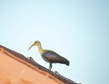 Hadada Ibis or Hadeda known as Bostrychia hagedash makes loud note and is a native of sub saharan Africa