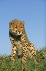 Cheetah, acinonyx jubatus, Adult Sitting, Masai Mara Park in Kenya