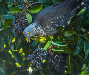 Colorful Rameron or olive pigeon perched on an elderberry tree and feeding , known as Columba...
